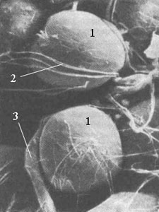 Фотография клеток жировой ткани, полученная при помощи сканирующего электронного микроскопа